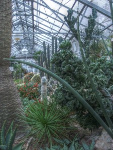 allan gardens mid-winter