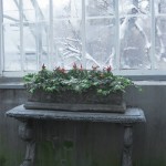 Random image: allan gardens mid-winter