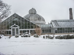 allan gardens mid-winter