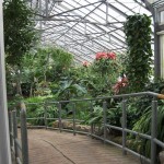 Random image: allan gardens mid-winter