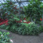 Random image: allan gardens mid-winter