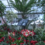 Random image: allan gardens mid-winter