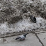 Random image: beneath the thaw