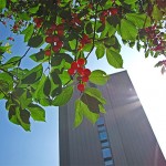 Random image: street cherries