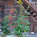Random image: sunflower