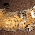 Random image: belly cool