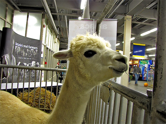 alpaca, royal agricultural winter fair, livestock, animals, farms, fair, fall, winter, sty, toronto, city, life