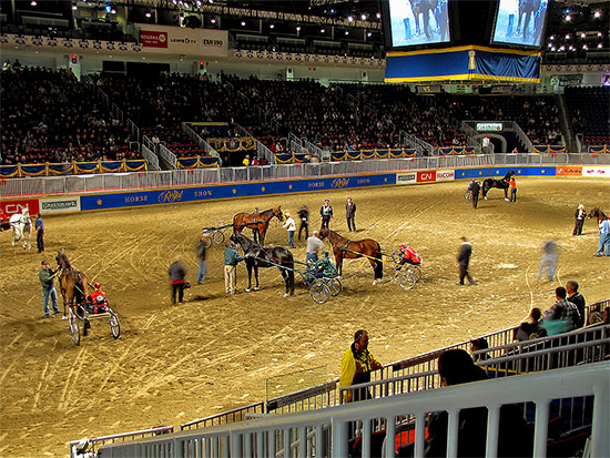 horses, buggies, street, road, carriages, racing, royal agricultural winter fair, livestock, animals, farms, fair, fall, winter, sty, toronto, city, life