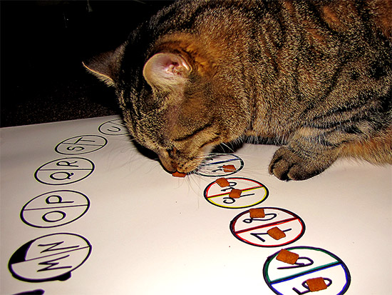 cat, oliver, ollie, predictions, 2010, psychic, ouija, toronto, city, life
