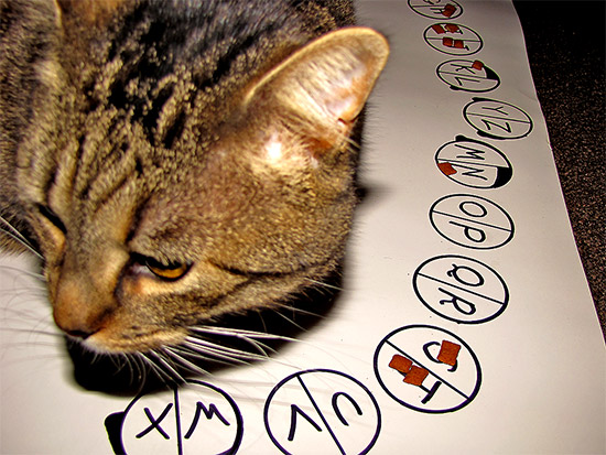 cat, oliver, ollie, predictions, 2010, psychic, ouija, toronto, city, life