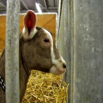 Random image: goat-1024