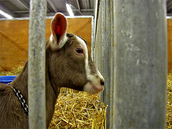 goat, royal agricultural winter fair, livestock, animals, farms, fair, fall, winter, sty, toronto, city, life