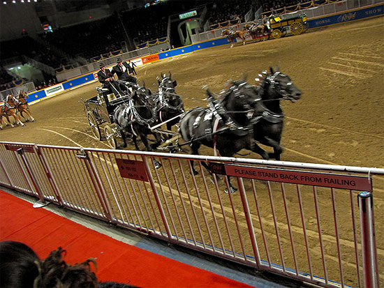 horses, horse team, competition, wagon, royal agricultural winter fair, livestock, animals, farms, fair, fall, winter, sty, toronto, city, life