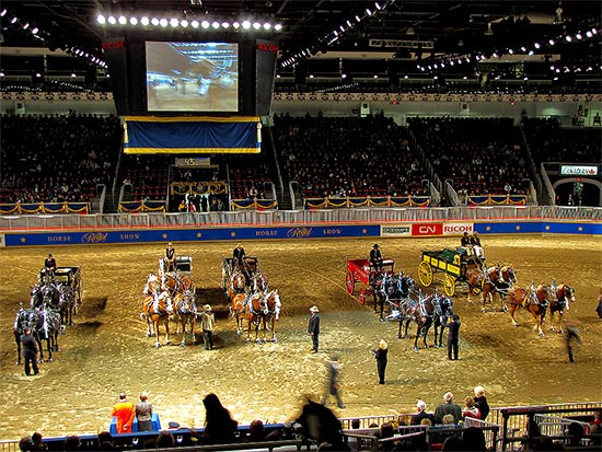 wagons, horses, judging, royal agricultural winter fair, livestock, animals, farms, fair, fall, winter, sty, toronto, city, life