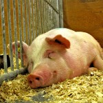 Random image: pig-1024
