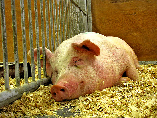 pig, royal agricultural winter fair, livestock, animals, farms, fair, fall, winter, sty, toronto, city, life