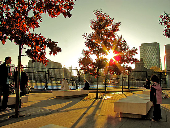 tree, trees, sunlight, shadows, varsity arena, bloor street west, annex, unversity of toronto, toronto, city, life