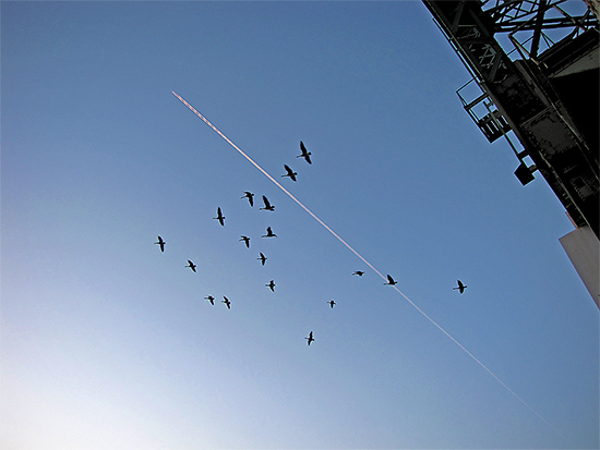 canada geese, migration, vapour trails, cherry street, bridge, docks. lake ontario, sunset, skyline, toronto, city, life