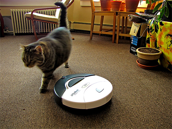 roomba, 400s, irobot, ollie, oliver, cat, apartment, flat, vacuum cleaner, toronto, city, life