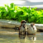 Random image: birds-bathing-1024