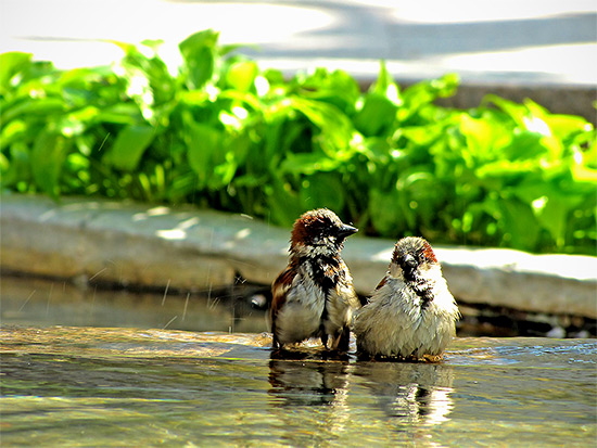 bathing birds, pond, peace garden, nathan phillips square, toronto, city, life