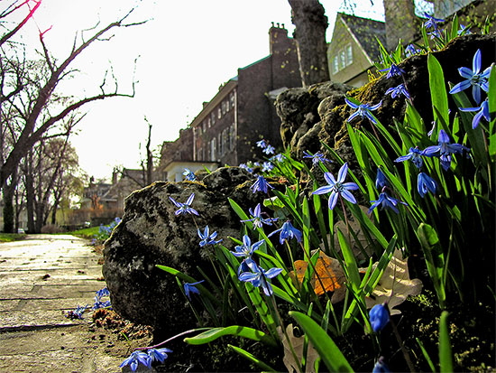 rosedale, sidewalk, historic houses, flowers, blooms, buds, toronto, city, life