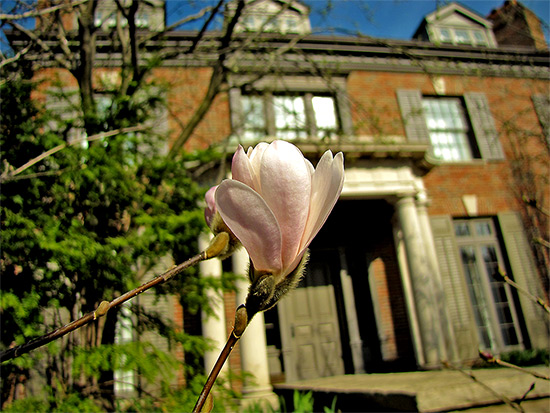 rosedale, historic house, flower, bloom, bud, toronto, city, life