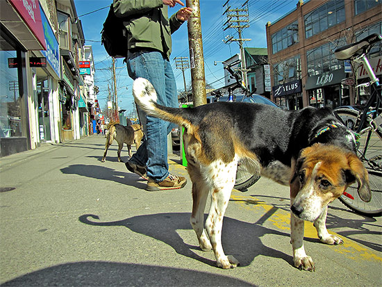 dogs, the beach, neighbourhood, neighborhood, district, queen street east, toronto, city, life