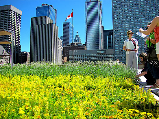 garden, tour group, podium, city hall, toronto, city, life