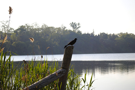 nature in the city, lionheartedboy, flickr, pool, contributor, contributed, photography, toronto, city, life