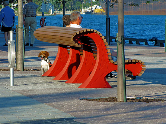 beagle, bench, sugar beach, toronto, city, life