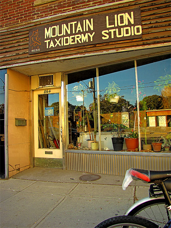 mountain lion taxidermy studio, bayview avenue, toronto, city, life