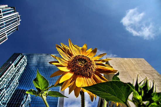 sunflower, cameron macmaster, froz'n motion, flickr, pool, contributed photography, toronto, city, life