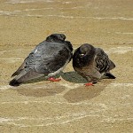 Random image: pigeon parkas