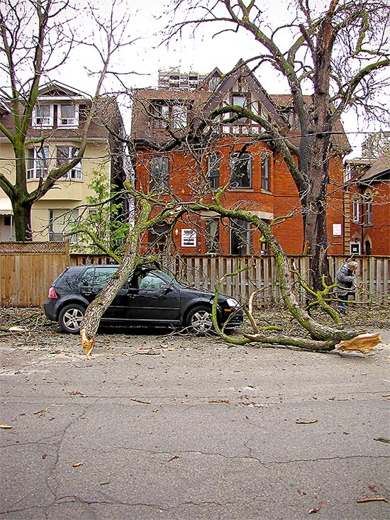 high winds, accident, branch, tree, broken, smashed, toronto, city, life, blog