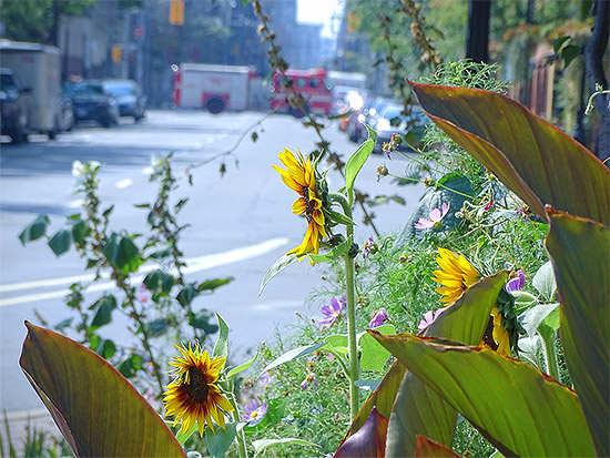 sunflowers @ jarvis and richmond