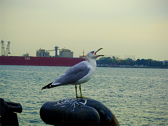 Gull at Sugar Beach / Corus Quay